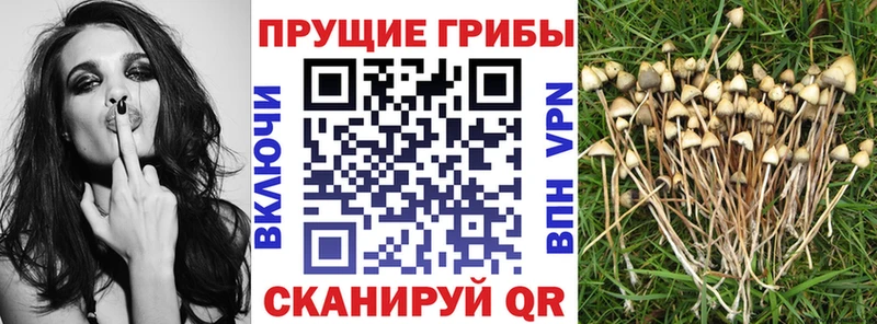Галлюциногенные грибы Psilocybine cubensis Черноголовка